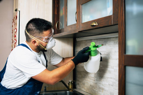 Best Flea Control Services  in Candler Mcafee, GA