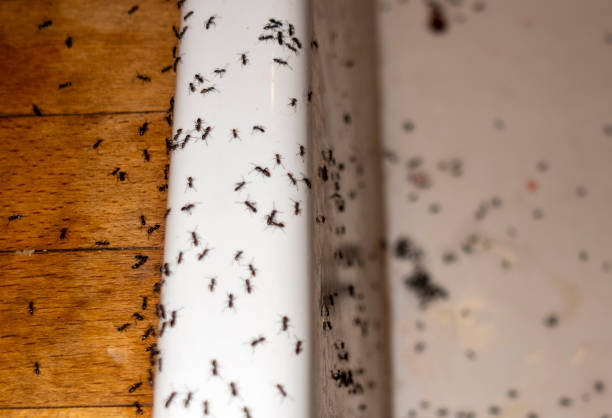 Best Pest Control Treatment  in Candler Mcafee, GA