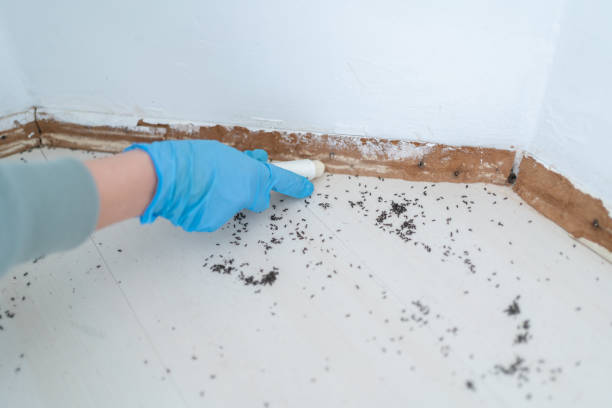 Best Cockroach Control Services  in Candler Mcafee, GA